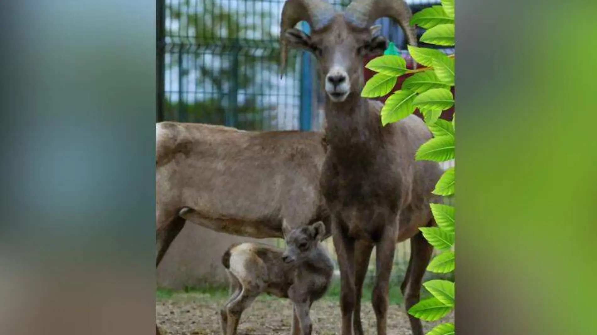 borrego cimarron bebe